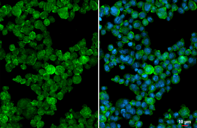 Anti-CD68 antibody used in Immunocytochemistry/ Immunofluorescence (ICC/IF). GTX134008