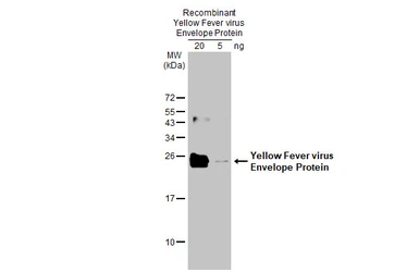 Anti-Yellow Fever virus Envelope Protein antibody used in Western Blot (WB). GTX134024