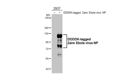 Anti-Ebola virus NP antibody used in Western Blot (WB). GTX134031