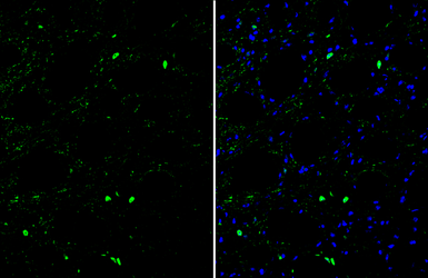 Anti-OCT6 antibody used in IHC (Frozen sections) (IHC-Fr). GTX134063