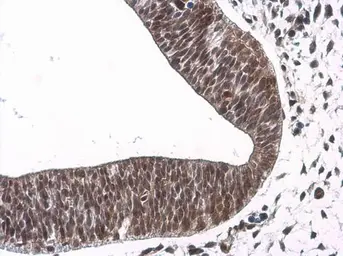 Anti-NeuroD1 antibody used in IHC (Paraffin sections) (IHC-P). GTX134069