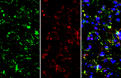 Anti-TMEM119 antibody used in IHC (Frozen sections) (IHC-Fr). GTX134087
