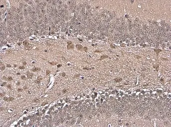 Anti-HuD antibody used in IHC (Paraffin sections) (IHC-P). GTX134099