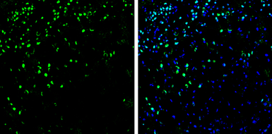 Anti-SATB2 antibody used in IHC (Frozen sections) (IHC-Fr). GTX134135