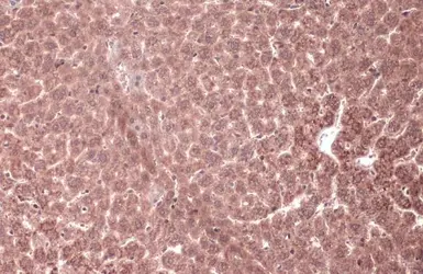 Anti-MEK1 antibody used in IHC (Paraffin sections) (IHC-P). GTX134234