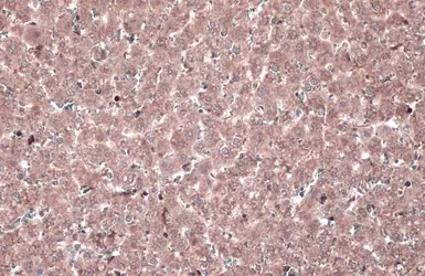 Anti-MEK1 antibody used in IHC (Paraffin sections) (IHC-P). GTX134234