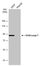 Anti-SV40 Large T-antigen antibody used in Western Blot (WB). GTX134377