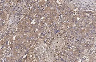 Anti-DSPP antibody used in IHC (Paraffin sections) (IHC-P). GTX134428