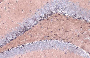 Anti-BACE1 antibody used in IHC (Paraffin sections) (IHC-P). GTX134480