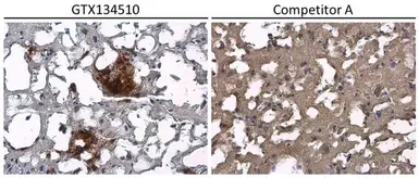 Anti-beta Amyloid (1-42) antibody – Conformation Specific used in IHC (Paraffin sections) (IHC-P). GTX134510