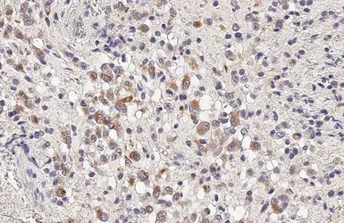 Anti-IL33 antibody used in IHC (Paraffin sections) (IHC-P). GTX134566