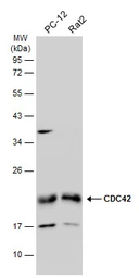 Anti-CDC42 antibody used in Western Blot (WB). GTX134588