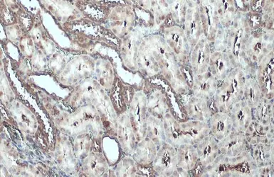 Anti-Talin-1 antibody used in IHC (Paraffin sections) (IHC-P). GTX134635
