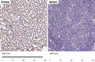 Anti-Folate Receptor alpha antibody used in IHC (Paraffin sections) (IHC-P). GTX134660
