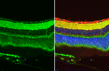 Anti-GPM6A antibody used in IHC (Paraffin sections) (IHC-P). GTX134741