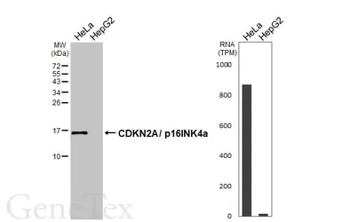 Anti-CDKN2A / p16INK4a antibody used in Western Blot (WB). GTX135120