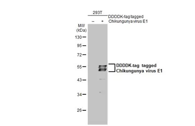 Anti-Chikungunya virus E1 antibody used in Western Blot (WB). GTX135187