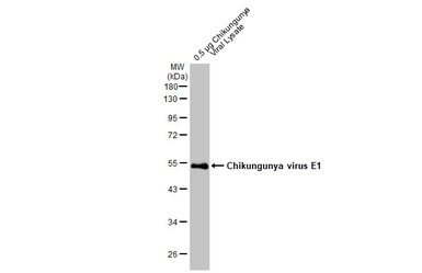 Anti-Chikungunya virus E1 antibody used in Western Blot (WB). GTX135187