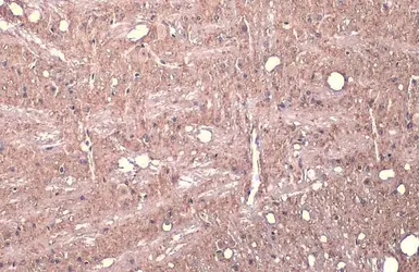Anti-Synapsin II antibody used in IHC (Paraffin sections) (IHC-P). GTX135310