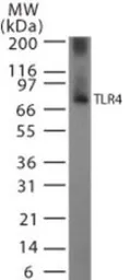 Anti-TLR4 antibody used in Western Blot (WB). GTX13556