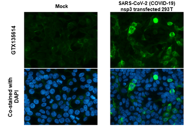 Anti-SARS-CoV-2 (COVID-19) nsp3 antibody used in Immunocytochemistry/ Immunofluorescence (ICC/IF). GTX135614