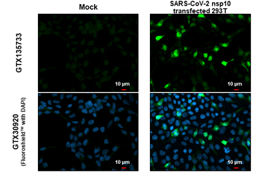 Anti-SARS-CoV-2 (COVID-19) nsp10 antibody used in Immunocytochemistry/ Immunofluorescence (ICC/IF). GTX135733