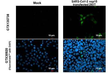 Anti-SARS-CoV-2 (COVID-19) nsp15 antibody used in Immunocytochemistry/ Immunofluorescence (ICC/IF). GTX135738