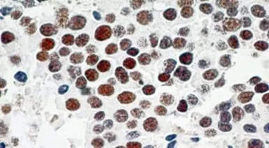 Anti-TRF2 antibody [4A794.15] used in IHC (Paraffin sections) (IHC-P). GTX13579