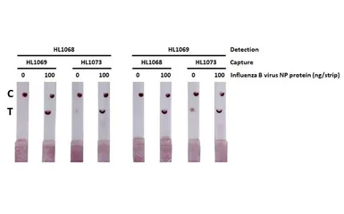 Influenza B virus Nucleoprotein (B/Sydney/3/2004), DDDDK Tag. GTX135867-pro