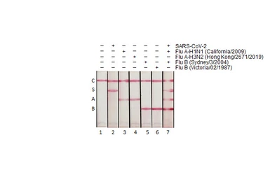 Influenza B virus Nucleoprotein (B/Sydney/3/2004), DDDDK Tag. GTX135867-pro