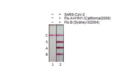 Influenza B virus Nucleoprotein (B/Sydney/3/2004), DDDDK Tag. GTX135867-pro