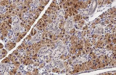 Anti-Apolipoprotein B antibody used in IHC (Paraffin sections) (IHC-P). GTX135994