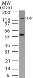 Anti-TLR7 antibody used in Western Blot (WB). GTX13722