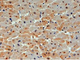 Anti-UBE2O antibody, C-term used in IHC (Paraffin sections) (IHC-P). GTX13728