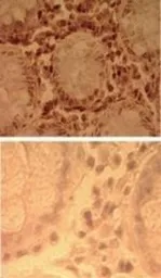 Anti-TLR7 antibody used in IHC (Paraffin sections) (IHC-P). GTX13730
