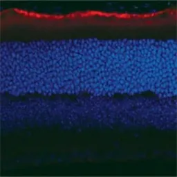 Anti-RPE65 antibody [401.8B11.3D9] used in IHC (Frozen sections) (IHC-Fr). GTX13826