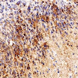Anti-RPE65 antibody [401.8B11.3D9] used in IHC (Paraffin sections) (IHC-P). GTX13826