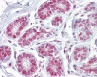 Anti-APE1 antibody used in IHC (Paraffin sections) (IHC-P). GTX13902