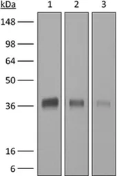 Anti-CD8 alpha antibody [2.43] used in Western Blot (WB). GTX14075