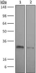Anti-CD90.2 antibody [30H12] used in Western Blot (WB). GTX14089