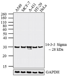 Anti-14-3-3 sigma antibody [1.N.6] used in Western Blot (WB). GTX14123