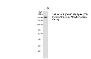 SARS-CoV-2 (COVID-19) Spike (ECD) Protein, Omicron / KP.3.1.1  variant, His tag. GTX141253-pro
