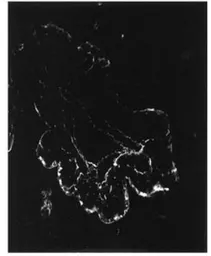 Anti-PDE4A antibody used in IHC (Frozen sections) (IHC-Fr). GTX14607