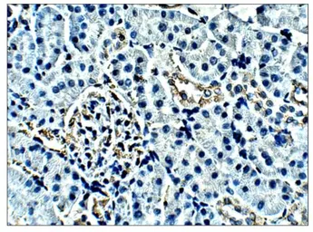 Anti-PDE4A antibody used in IHC (Paraffin sections) (IHC-P). GTX14607