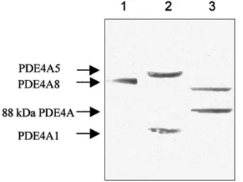 Anti-PDE4A antibody used in Western Blot (WB). GTX14607
