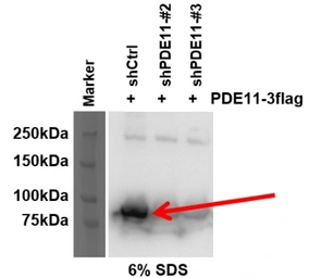 Anti-PDE11A antibody used in Western Blot (WB). GTX14624