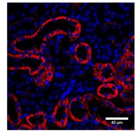 Anti-NPR-A antibody used in Immunohistochemistry (IHC). GTX14918