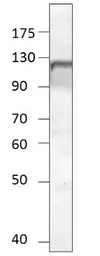 Anti-NPR-A antibody used in Western Blot (WB). GTX14918