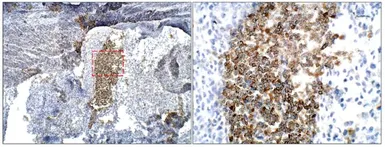 Anti-BMP2 antibody used in IHC (Paraffin sections) (IHC-P). GTX14933
