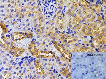 Anti-ATF6 antibody used in IHC (Paraffin sections) (IHC-P). GTX15457